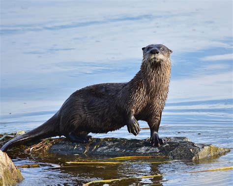 Nature Notes: North American River Otter .
